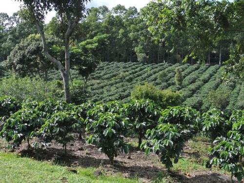 Los cafetos y el cultivo del café